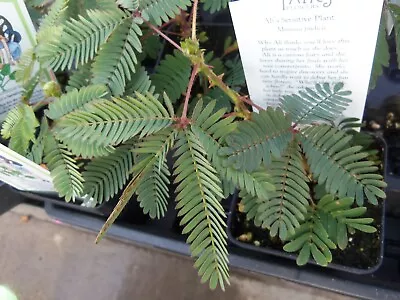 Sensitive Plant Seeds- 20 Heirloom Tropical Seeds- Mimosa Pudica • $4.99