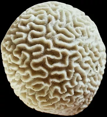 White Natural Brain Coral  • $125