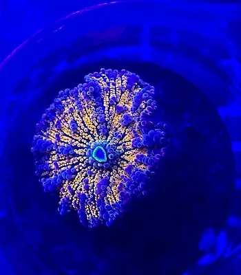 Assorted Species Mushroom Live Coral Frag - Great Low-light Coral For Beginners! • $29.99