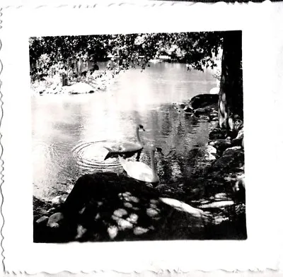 Vintage Photograph 1940's White Swan Goose Lithia Park Ashland Oregon Old Photo • $6