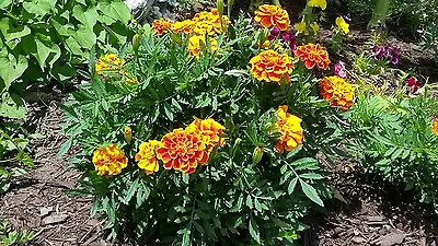 100 Fresh Picked Multicolored  Marigold Seeds  • $2
