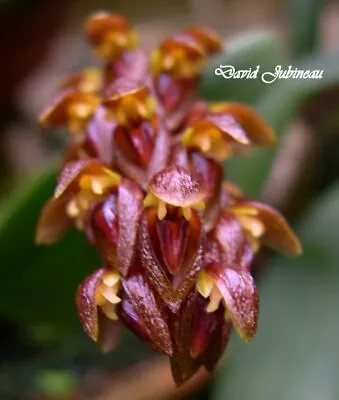 $36 • Buy UO - Exotic Orchid - Bulbophyllum Propinquum - Cloud Forest Species