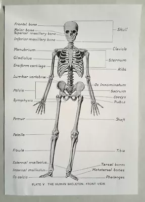 HUMAN ANATOMY - THE SKELETON Both Sides - Original Edwardian Print • £10.99