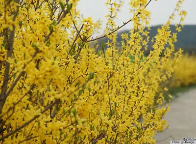 Forsythia Bush Live Plant 1 To 2 Years Old 12 To 24 Inches Bare Root • $12.99