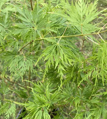 Acer Palmatum Dissectum Seiryu 7.5L Tree 60-90cm Plant • £39.99