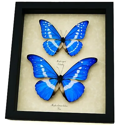 Blue Morpho Butterfly Collection Morpho Cypris Helena Real Framed Taxidermy • $249.99