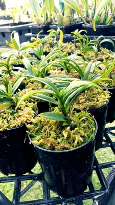 $25 • Buy Sarcochilus Orchid Extra Small Grower Pink And White Flower 60mm Pot - Division