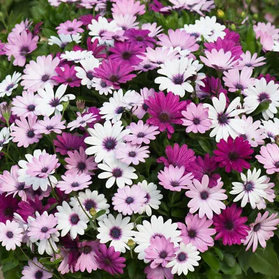 Osteospermum 'Berries & Cream'. Plug Plant X 4. Purple & White Bedding Flowers • £11.95