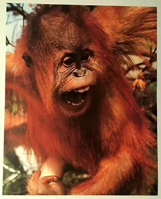 Orangutan Poster Print 1982 Monkey Baby Lithograph Vintage Art Richard Wm King • $18.99