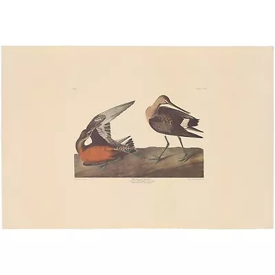 $100 • Buy Audubon Amsterdam Ed Dbl Elephant Folio Lithograph Pl 258 Hudsonian Godwit