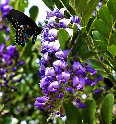 10 TEXAS Mountain LAUREL Sophora Secundiflora Mescal Tree Purple Flower Seeds • $3