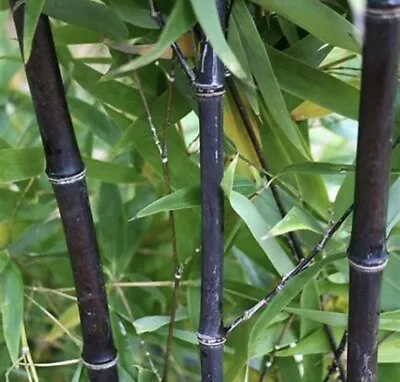 2 Black Timber Bamboo Authentic Phyllostachys Nigra Live Bare Root Plant Rhizome • $31.99