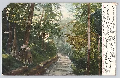 Postcard Michigan Macatawa Lover's Lane Vintage Antique 1907 • $6.95