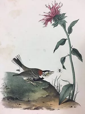 $145 • Buy AUDUBON PLATE 154 Chestnut Collared Lark Bunting FIRST ROYAL OCTAVO EDITION