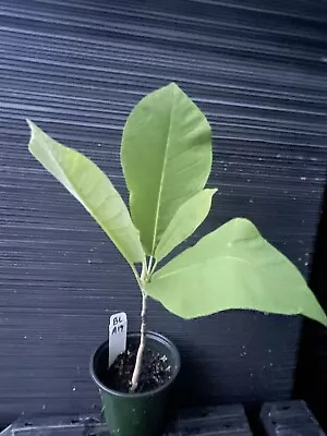 Bigleaf Magnolia • $18.50