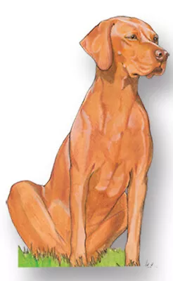 Vizsla Magnet Wooden • $9.95