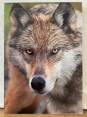 Thomas Mangelsen  Eyes Of The Wolf  Denali NP Alaska Mounted Photography • $650