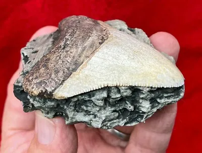 Juvenile Megalodon (Otodus Megalodon) Tooth 2 5/8 Inches  #4013 • $15