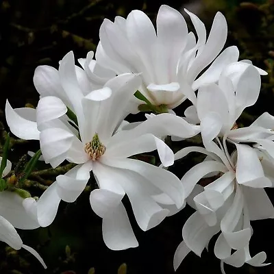 Magnolia Stellata 'Water Lily' In 9cm Pot - Star Magnoliaceae Flowering Plant • £11.99