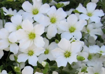 £8.99 • Buy Arenaria Montana Perennial Alpine Trailing Plant 2 X 13cm Pot