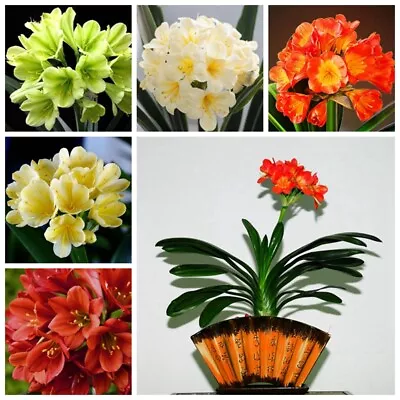 1 Pack 5 Clivia Seeds Kaffir Lily Clivia Miniata Garden Flowers • £6.83