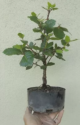 Live Oak Pre Bonsai Shohin Dwarf Kifu Fat Trunk Neagari Quercus Acorn • $49.99