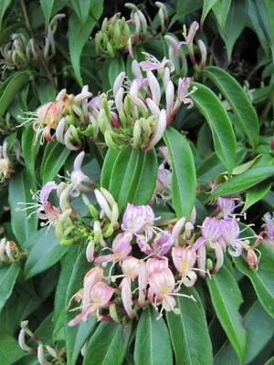 Lonicera Alseuosmoides Evergreen Honeysuckle 9cm Pot Max Postage Charge £5.90 Se • £3.99