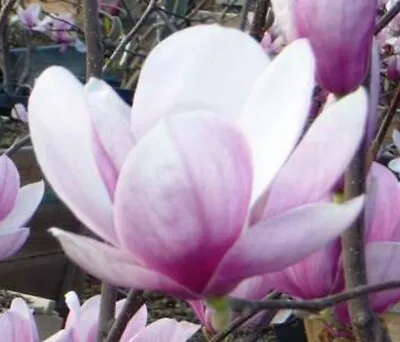 Magnolia Soulangeana | Tulip Tree | 5_Seeds • $11.95