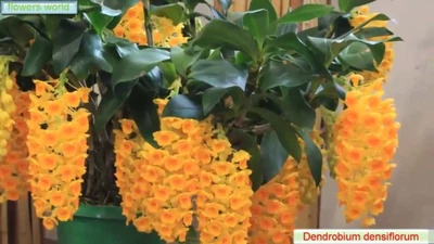 $65 • Buy Dendrobium Densiflorum ( Fragrant Species)
