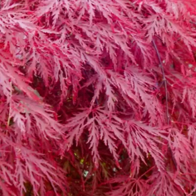 Acer Japanese Maple 'Garnet Dissectum' Tree Approx 24  4-5yr Old • £26.99