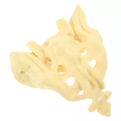 Human Skeleton Model Human Sacrum Model Pvc Anatomical Model • $21.65