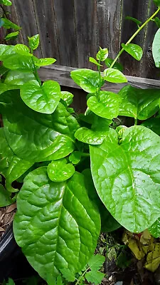 50 Organic Green Stem Malabar Spinach Alugbati Mong Toi Poi Sang Ceylon Seeds  • $3.10