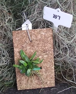 Orchid Plant 337. Cadettia Taylori Nice  Seedling On Mount Species • $25