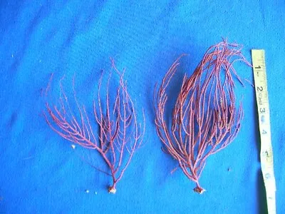 Set Of 2 Red Sea Fan Coral 6  And 6 1/2  Tall Natural Real Pieces Fans Shells • $19.99