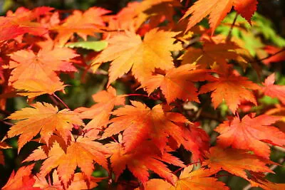 $65 • Buy Full Moon Maple, Acer Japonicum, Tree Seeds (Fall Color, Bonsai, Hardy, Easy)