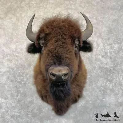 #28530 EL | American Buffalo Bison Taxidermy Shoulder Mount For Sale • $10245