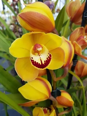 Cymbidium Orchid - Catamarca ‘105' - 1 Spike In A 175mm Pot • $45