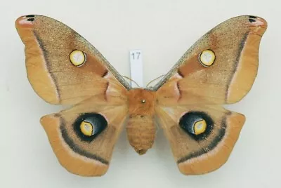 Saturniidae - Antheraea Polyphemus - Polyphemus Moth - #17 - Female • $12.98