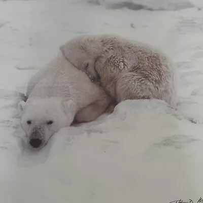 THOMAS MANGELSEN PHOTOGRAPH First Winter Polar Bears 1991 1278/1500 • $249