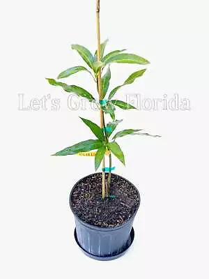 Sugar Loaf Mango Fruit Tree Professionally Grafted! • $99.95