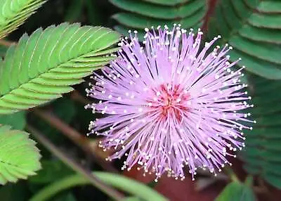 SENSITIVE PLANT - 100 Selected Seeds - Touch Me Not - Mimosa Pudica Perennial • $5.48