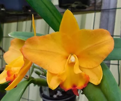 Cattleya Orchid Hybrid - Rth. APRICOT SUN KISSES • $25