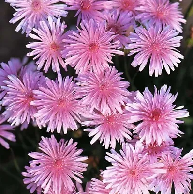 Pink Dandelion - Crepis Rubra - Showy Low-maintenance Annual 20seeds • £1.99