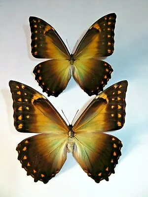 Morpho Telemachus Pair Male & Female A1 Unmounted Wings Closed Peru • $65