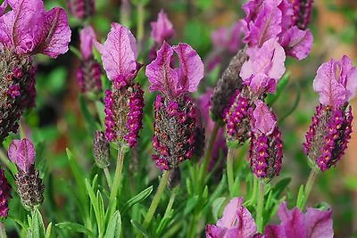 French Lavender Lavendula Stoechas 110 Seeds Perennial Flower • £2.39