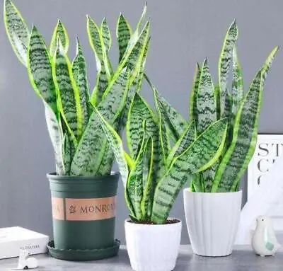 Sansevieria Trifasciata/snake Plant/mother In Law's Tongue Rooted Plant 19-1 • $14.99