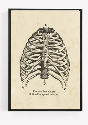 Vintage Rib Cage Anatomy Print Picture Wall Art Unframed Praying Home Decor  A4  • $4.96