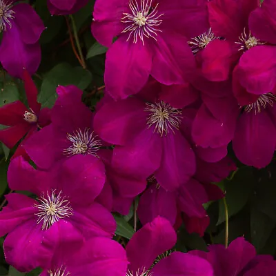 £17.99 • Buy Clematis Rouge Cardinal In A 2L Pot, Beautiful Climber With Crimson Flowers