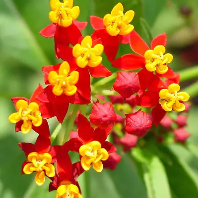 Milkweed TROPICAL Bloodflower Asclepias Monarch Butterfly Host Plant 100 Seeds • $4.48
