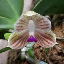 $25 • Buy ORCHID - Phalaenopsis Javanica - SPECIES -SMALL GROWING